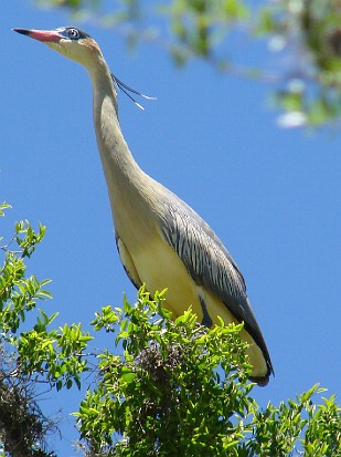 2-Parque el palmar-heron siffleur.jpg